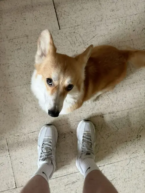 Кроссовки Nike Zoom Vomero 5 (HF1877-102)