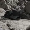Сандали ADIDAS TERREX HYDROTERRA (JQ2231)